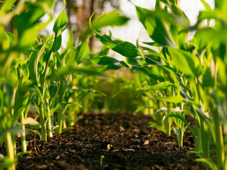 Investment plots